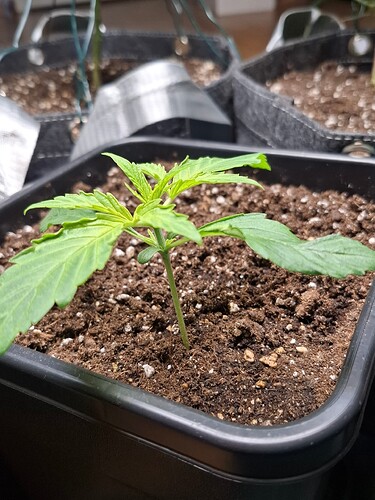 Growreport Bild 3