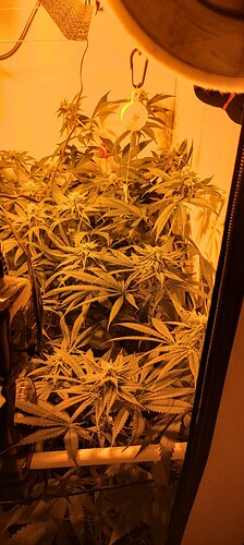 IMG_20240516_101534