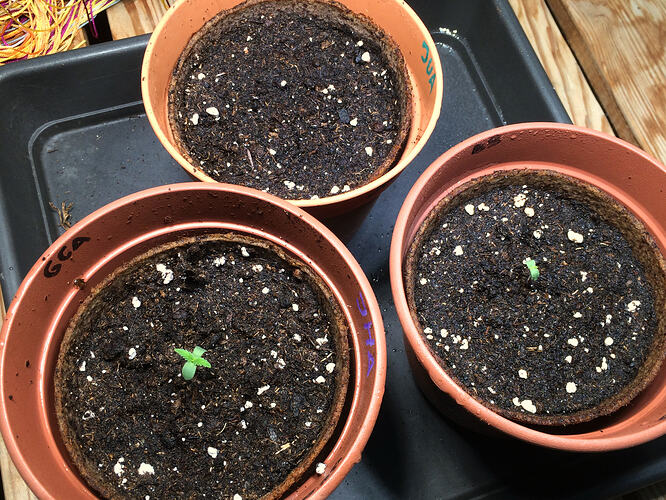 Grow26_0613_1