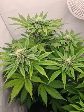 Growreport Bild 4