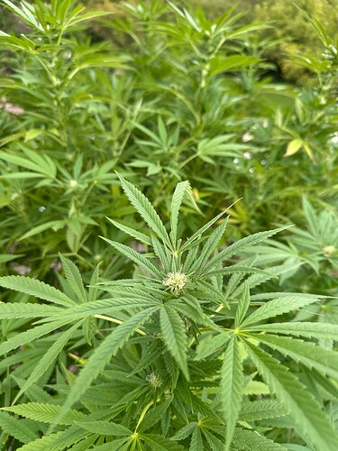 Growreport Bild 10