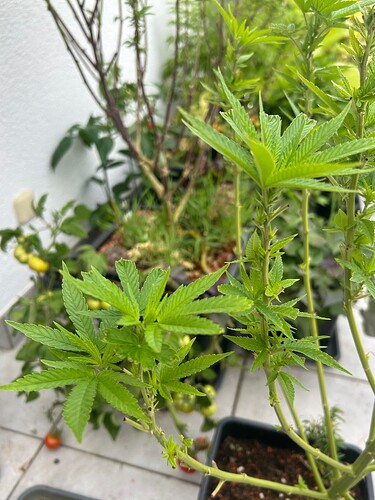 Growreport Bild 6