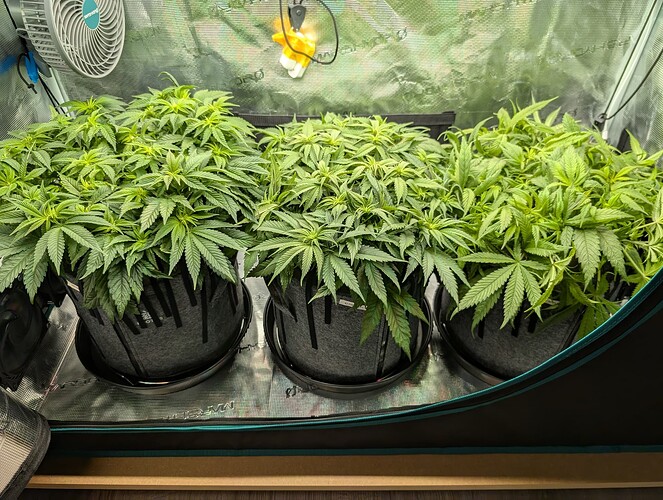 Growreport Bild 7