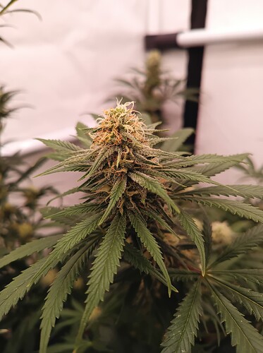 Growreport Bild 79