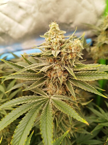 Growreport Bild 6