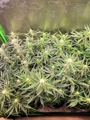 Growreport Bild 4