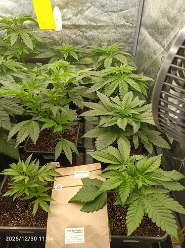 Growreport Bild 5