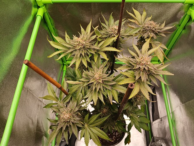 Growreport Bild 37