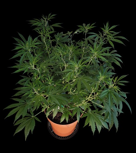 Growreport Bild 5