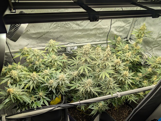 Growreport Bild 1