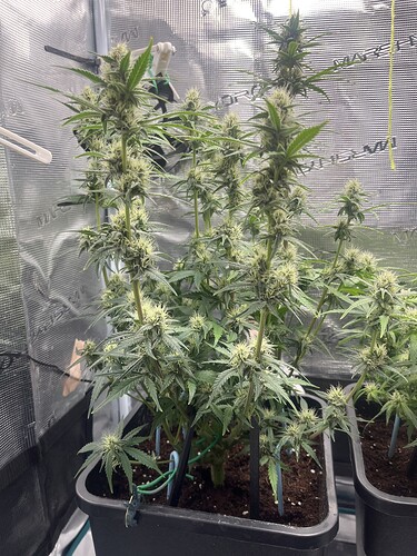 Growreport Bild 1