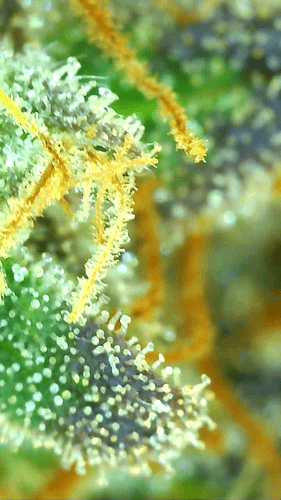 Growreport Bild 7