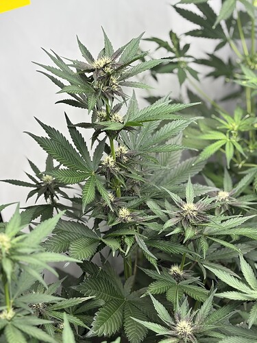 Growreport Bild 24