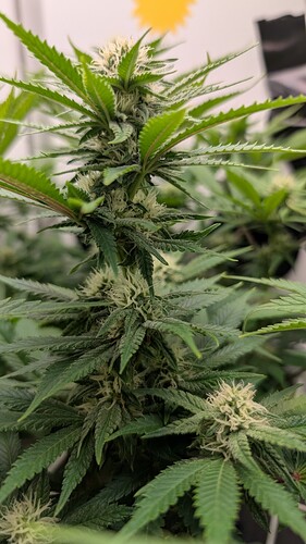 Growreport Bild 9