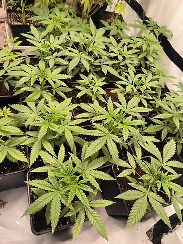 Growreport Bild 21