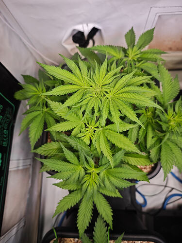 Growreport Bild 36