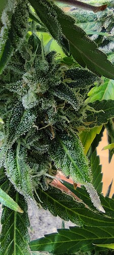 Growreport Bild 42