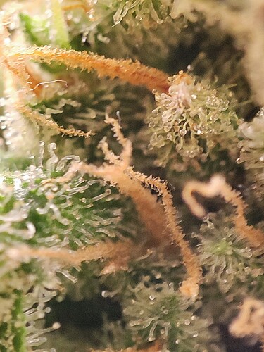 Growreport Bild 82