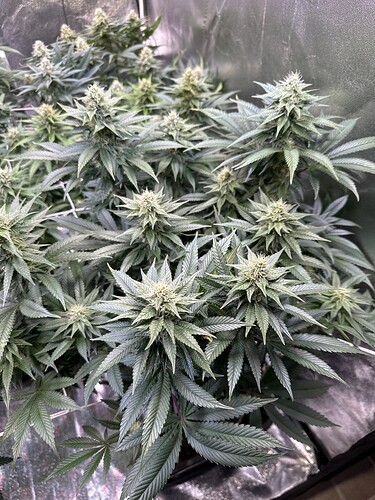 Growreport Bild 27