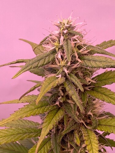 Growreport Bild 4
