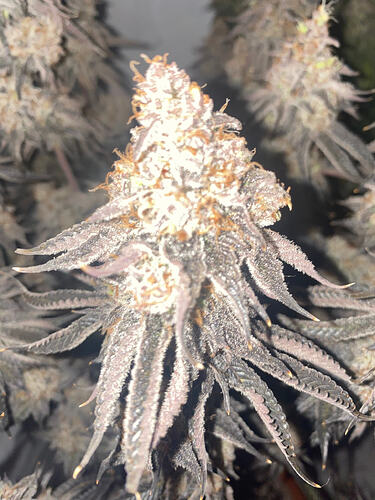 Growreport Bild 20