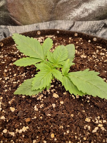 Ein junger Cannabis-Keimling in einem Topf mit Erde, der gerade zu wachsen beginnt.