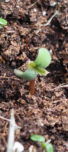 Growreport Bild 28