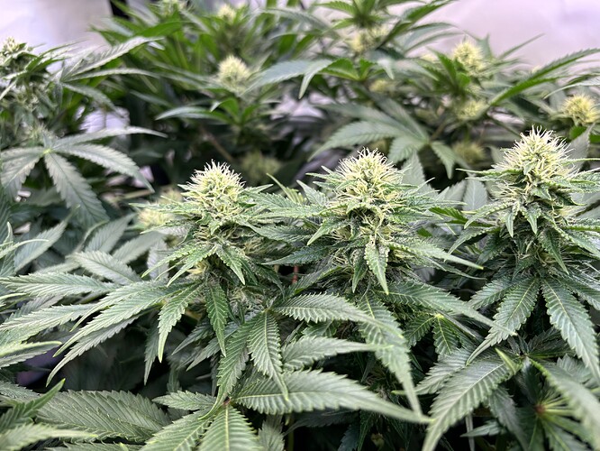 Growreport Bild 21
