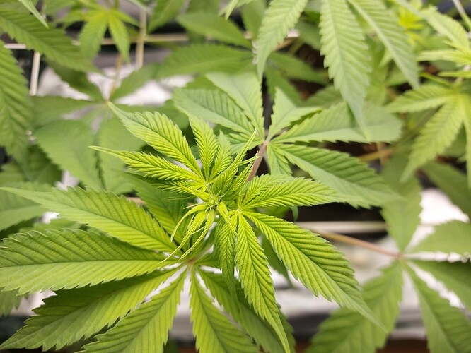 Growreport Bild 4