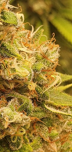 Growreport Bild 5