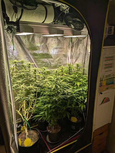 Growreport Bild 1