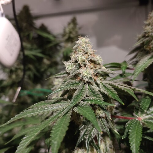 Growreport Bild 5
