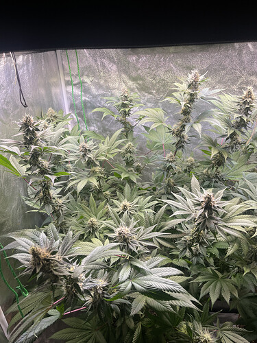 Growreport Bild 4