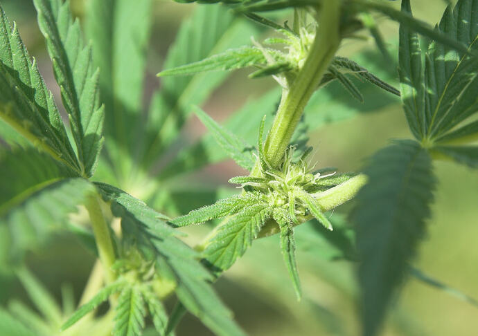 70 - BT 15 Trichome