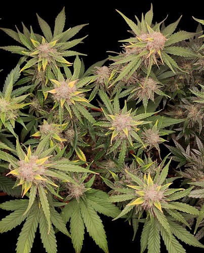 Growreport Bild 53