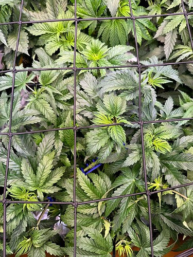Growreport Bild 3