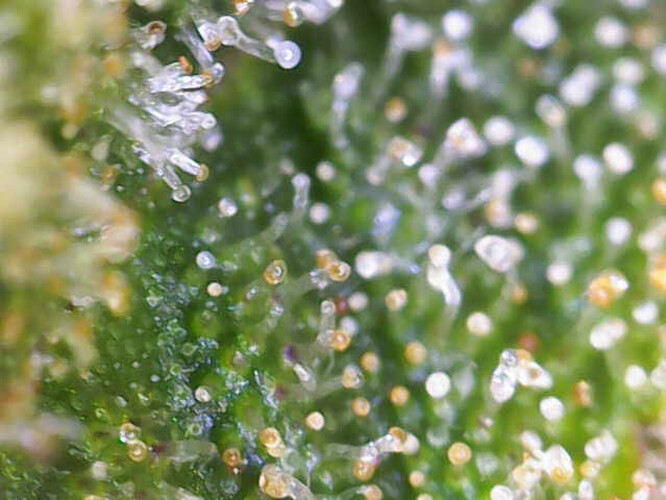 Growreport Bild 1