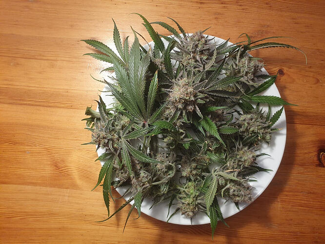 Growreport Bild 19