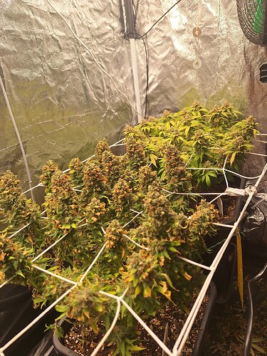 Growreport Bild 17