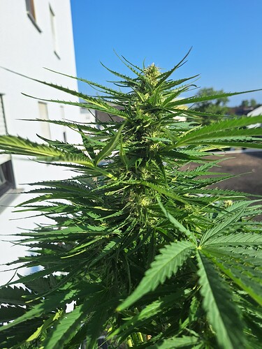 Growreport Bild 25