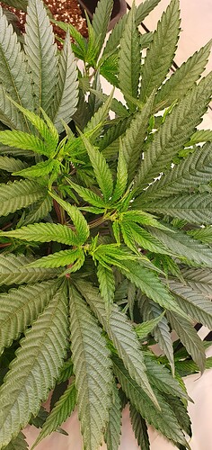 Growreport Bild 4