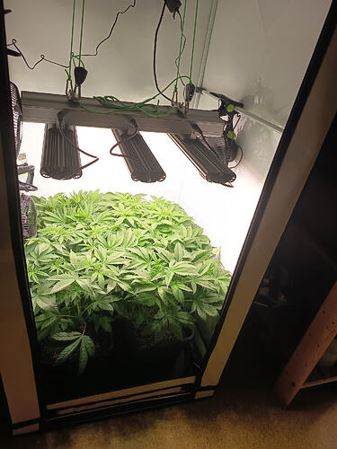 Growreport Bild 7