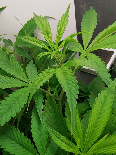 Growreport Bild 9