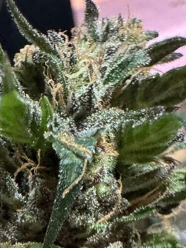 Growreport Bild 25