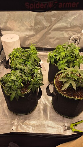 Growreport Bild 8