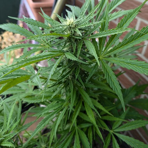 PXL_20240703_110008314