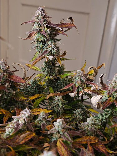 MVIMG_20251130_222956