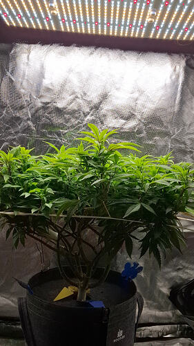 Growreport Bild 2