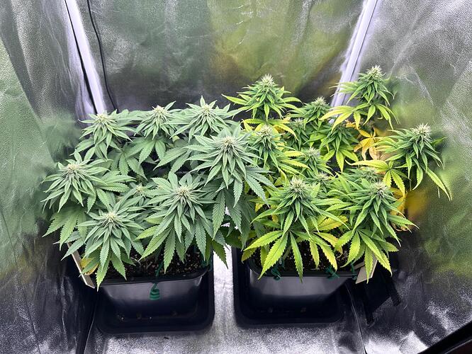 Growreport Bild 19