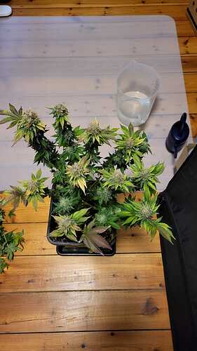 Growreport Bild 17